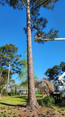 Tree removal