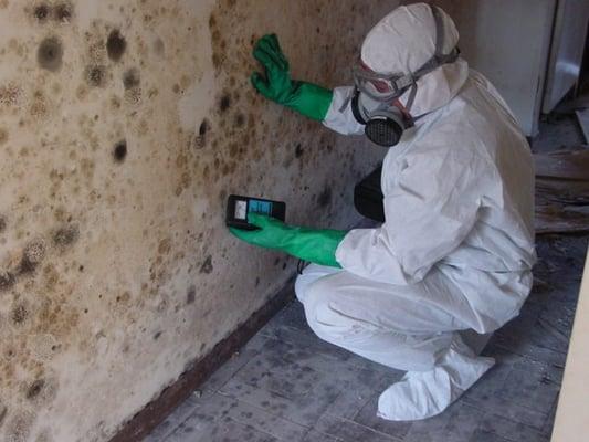 Mold Remediation