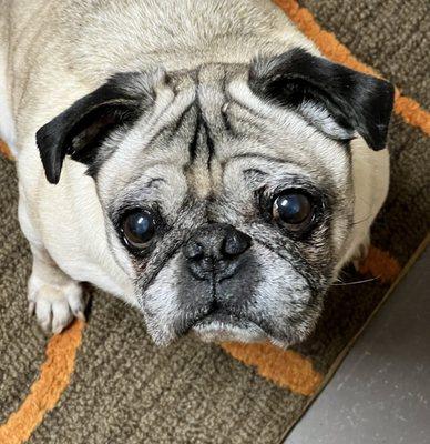 Senior Pug