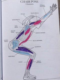 Chair pose activates multiple muscle groups.