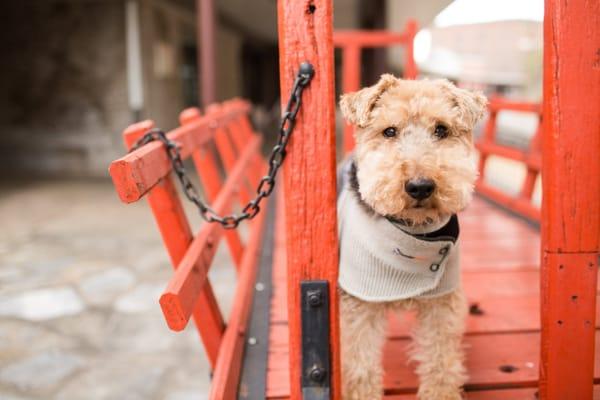 Picture from Skipper's first grooming at the Pooch Parlor. I asked them to do a long version of the standard Welsh Terrier cut, perfect!