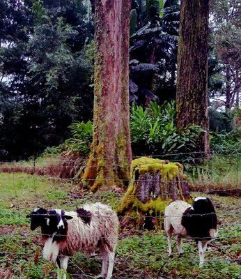 Beautiful sheep @ Mountain Medeows