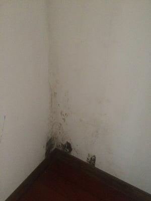 Mold every where how can this company be trusted