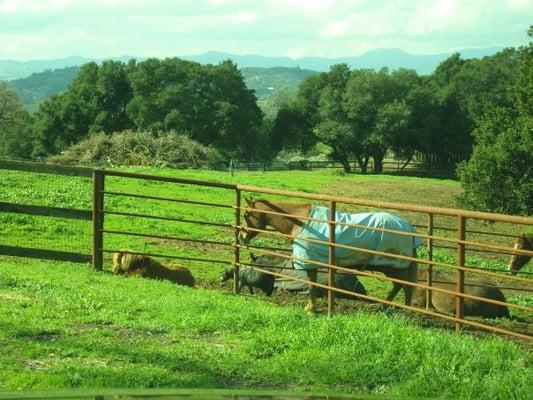 Pasture