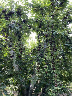 Lavagnino Orchards Cherry Stand