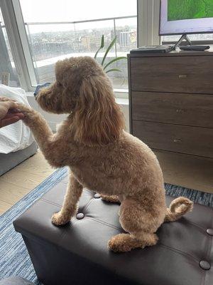 Mini Golden doodle cut