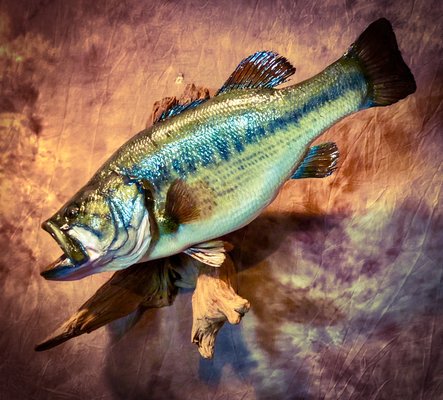 7lb Largemouth