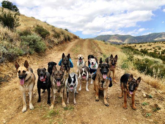 Even problem dogs can be fully off-leash reliable in weeks!