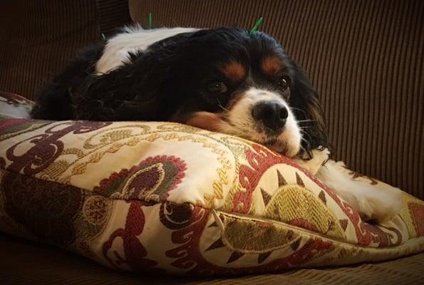 Oliver likes to hang-out on the couch during treatments!