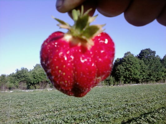 Cavendish Strawberry