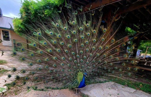 Kevin the peacock