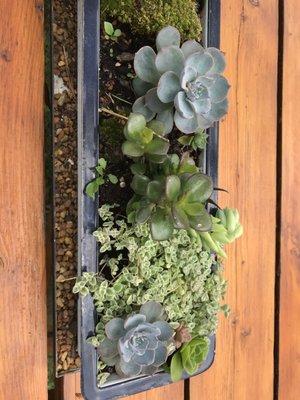 Beautiful succulents on the picnic table