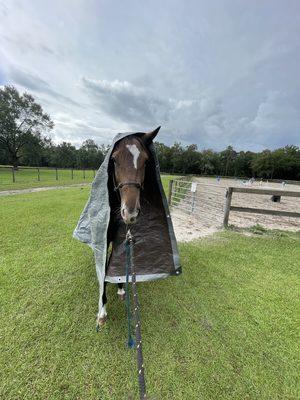 Horse training/desensitizing