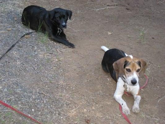 Bomber and Bishop, the P4P pups!