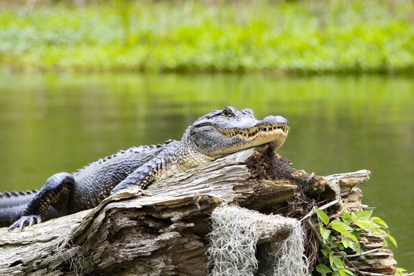 Alligator on Lake Martin