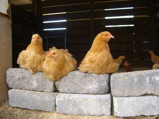 farm hens relaxing in the cool barn on a warm summer day.