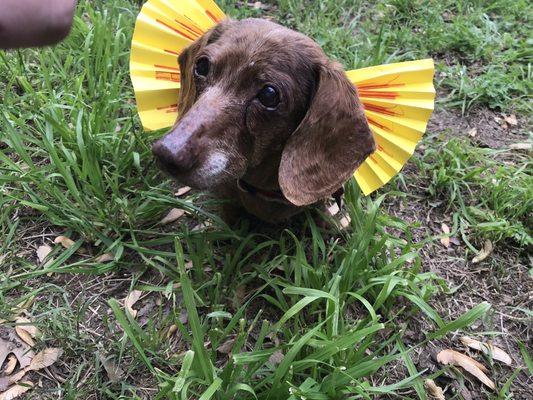 Hershey living her best life dressed as the spitting dinosaur in Jurassic park