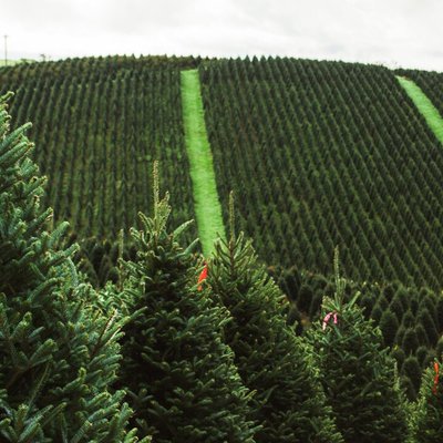 Tree Farm