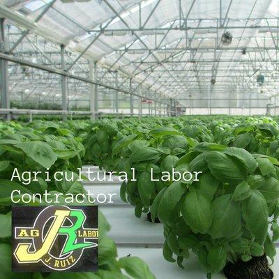 J Ruiz Farm Labor Contracting