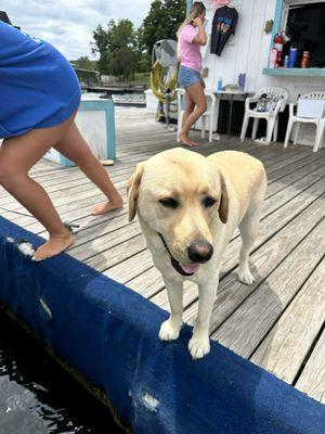 Hank the dock dog is always a wonderful part of stopping here to fill up on gas or rent a Jet ski.