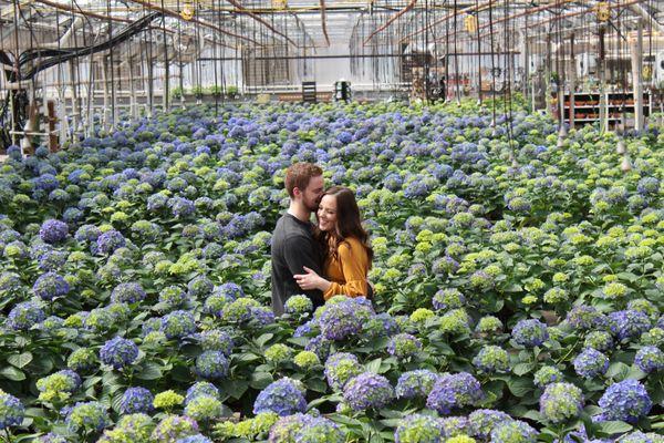 Beautiful Blue Hydrangeas-Easter 2019