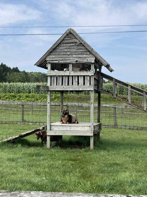 hang out area for the goats!