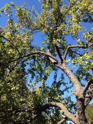 Tree left with a limb ripped off to die.