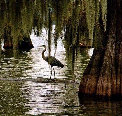 And another view of some of the beautiful wildlife we have on Lake St John Ferriday La