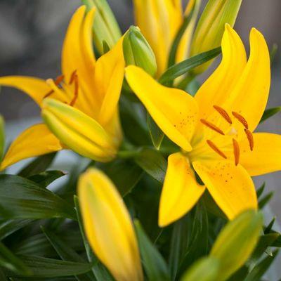 Early Spring Colored Lily