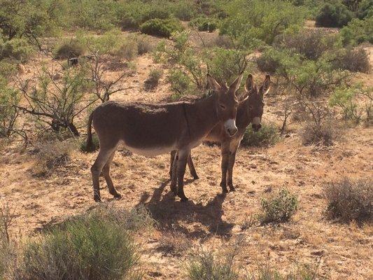 More wild burros hanging out and enjoying life!