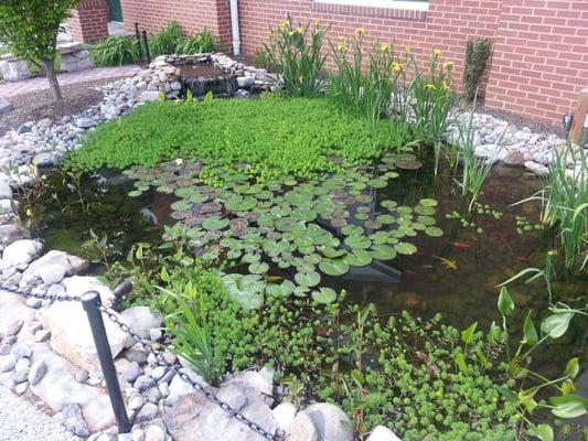 Koi pond