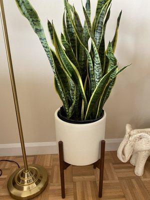 Snake plant