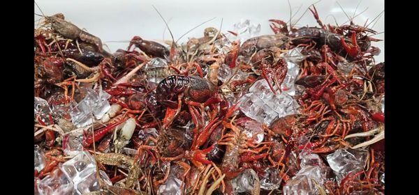 Live Crawfish Available !!