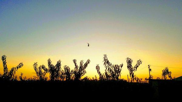 Helicopter flies off into the sunset after a wedding reception flyover for deputy Letras!