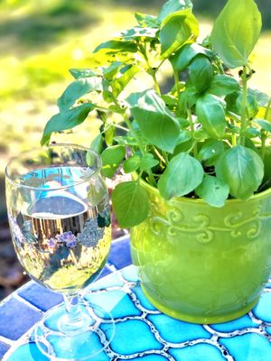 Glass of wine meet my fresh basil.  Fresh basil meet my glass of wine. You shall become best friends this summer. I promise!