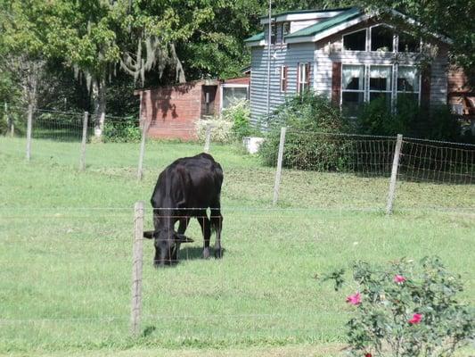 One of our black angus brood cows in front of cabin 1