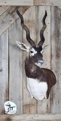 Just Trophies Taxidermy