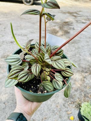 Peperomia Piccolo Banda