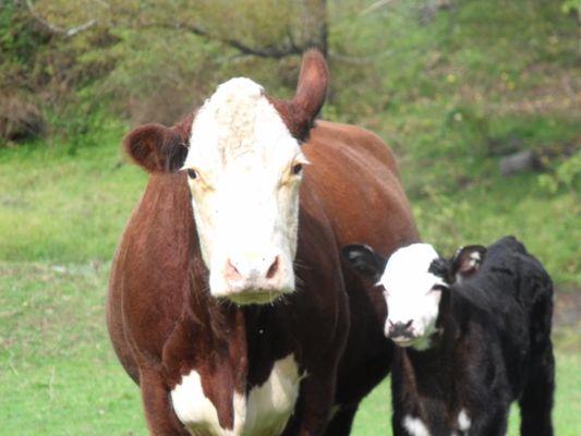 One of the cows with her calf