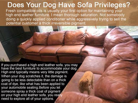 Why high end leather is best for dog owners