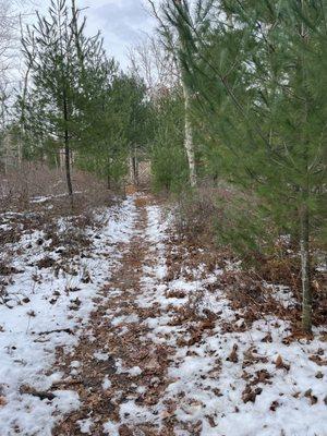 Along the blue trail intersection with the yellow