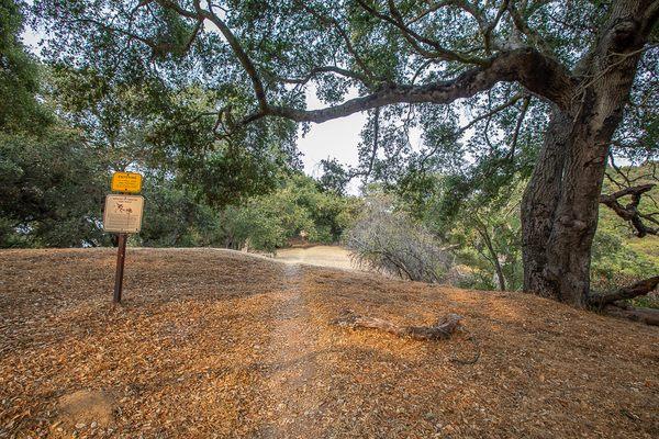 Trail through the oaks in Topanga State Park