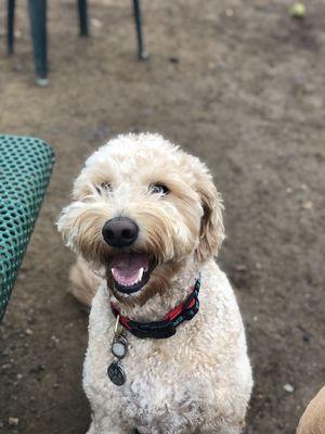 Cody enjoying a day at the dog park