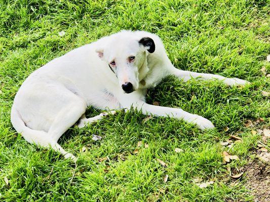 Blue relaxing in the yard.