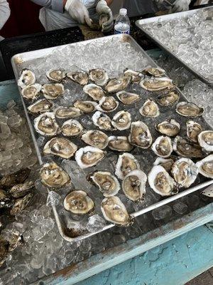 Austin Oyster Festival