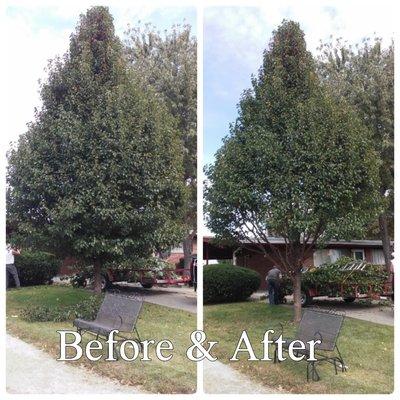 Small tree trimming