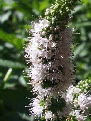 herb flower - mint