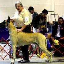 My Champion Great Dane, Ch. Shady Crk N Gusto's News Flash.