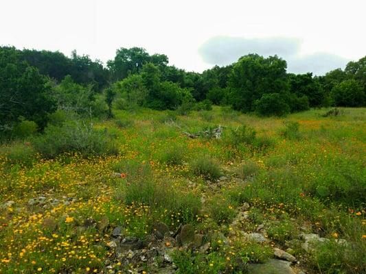 360 Wildflowers