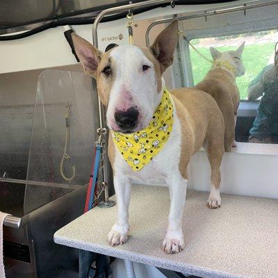 Molly - English Bull Terrier - transplant from South Africa